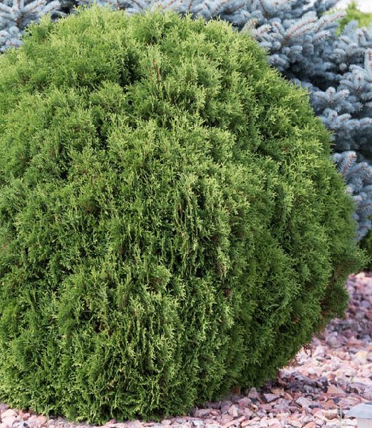 Thuja occidentalis 'Woodwardii'